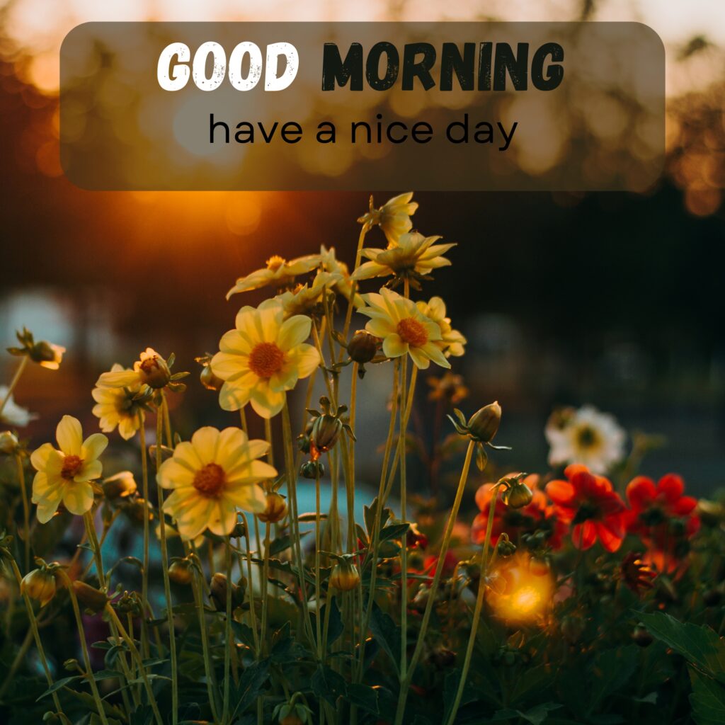 HY Friends, here are the 20+ Good morning images With flowers Today Special Morning Images For WhatsApp With Short Quotes