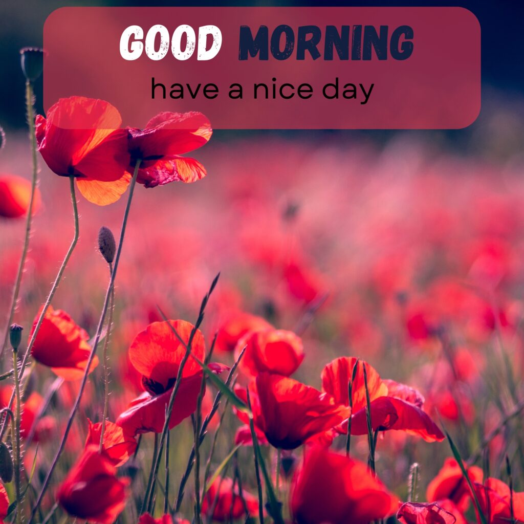 HY Friends, here are the 20+ Good morning images With flowers Today Special Morning Images For WhatsApp With Short Quotes