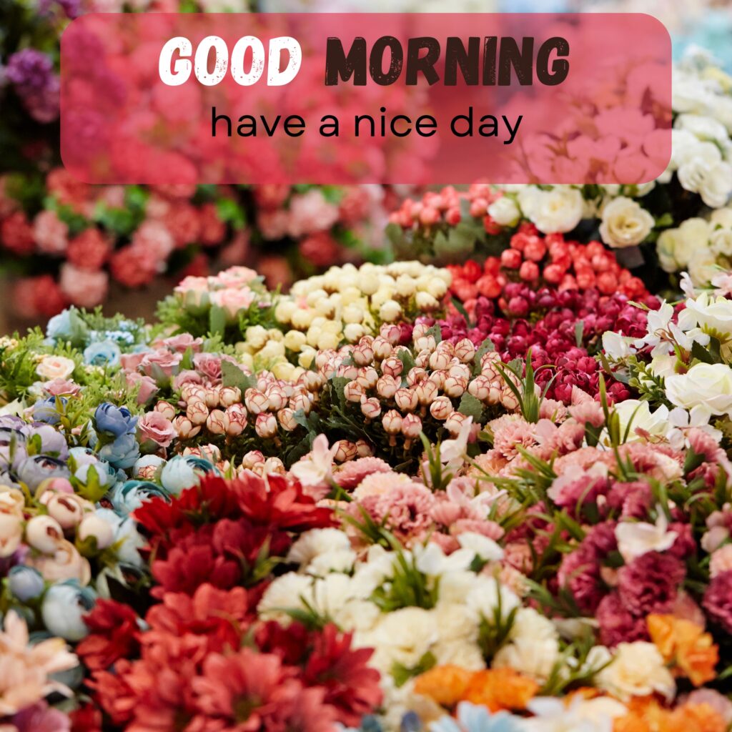 HY Friends, here are the 20+ Good morning images With flowers Today Special Morning Images For WhatsApp With Short Quotes