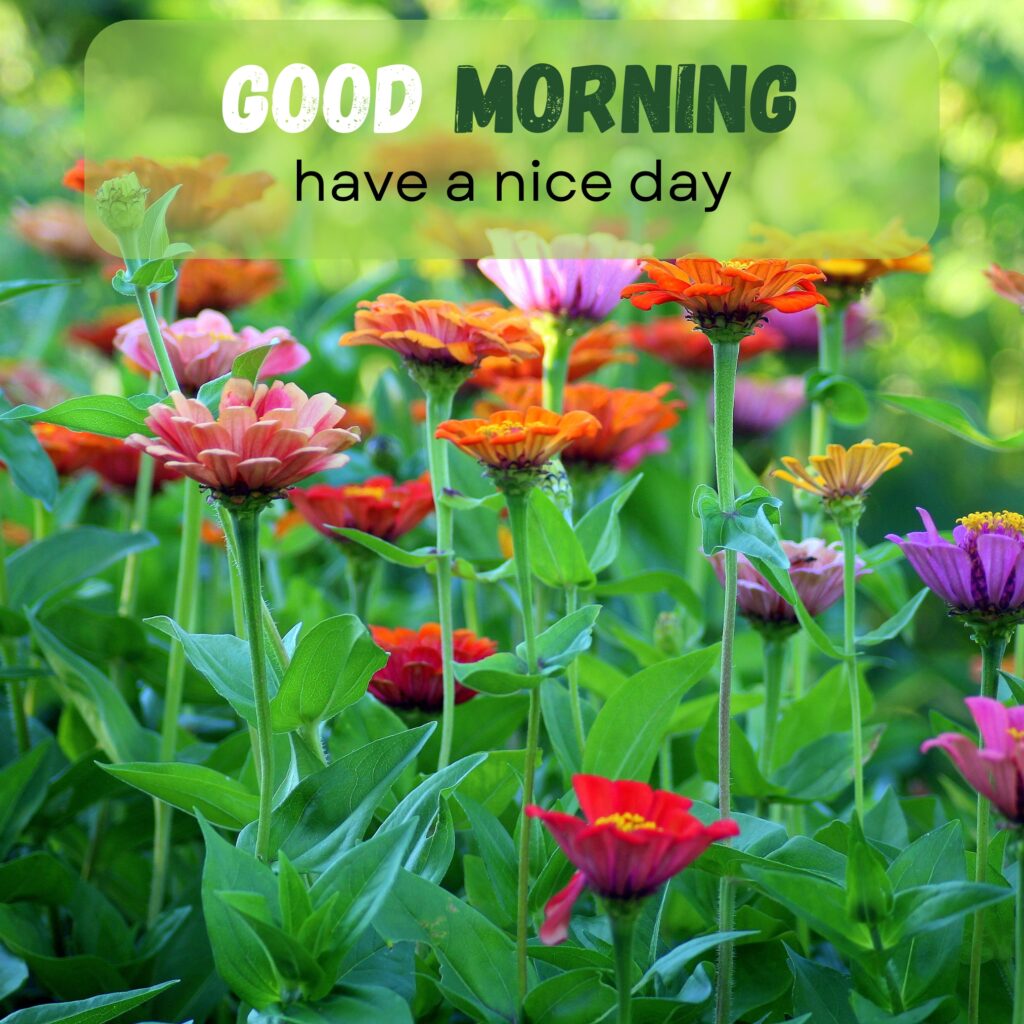 HY Friends, here are the 20+ Good morning images With flowers Today Special Morning Images For WhatsApp With Short Quotes