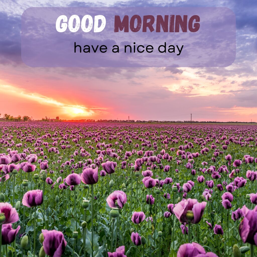 HY Friends, here are the 20+ Good morning images With flowers Today Special Morning Images For WhatsApp With Short Quotes