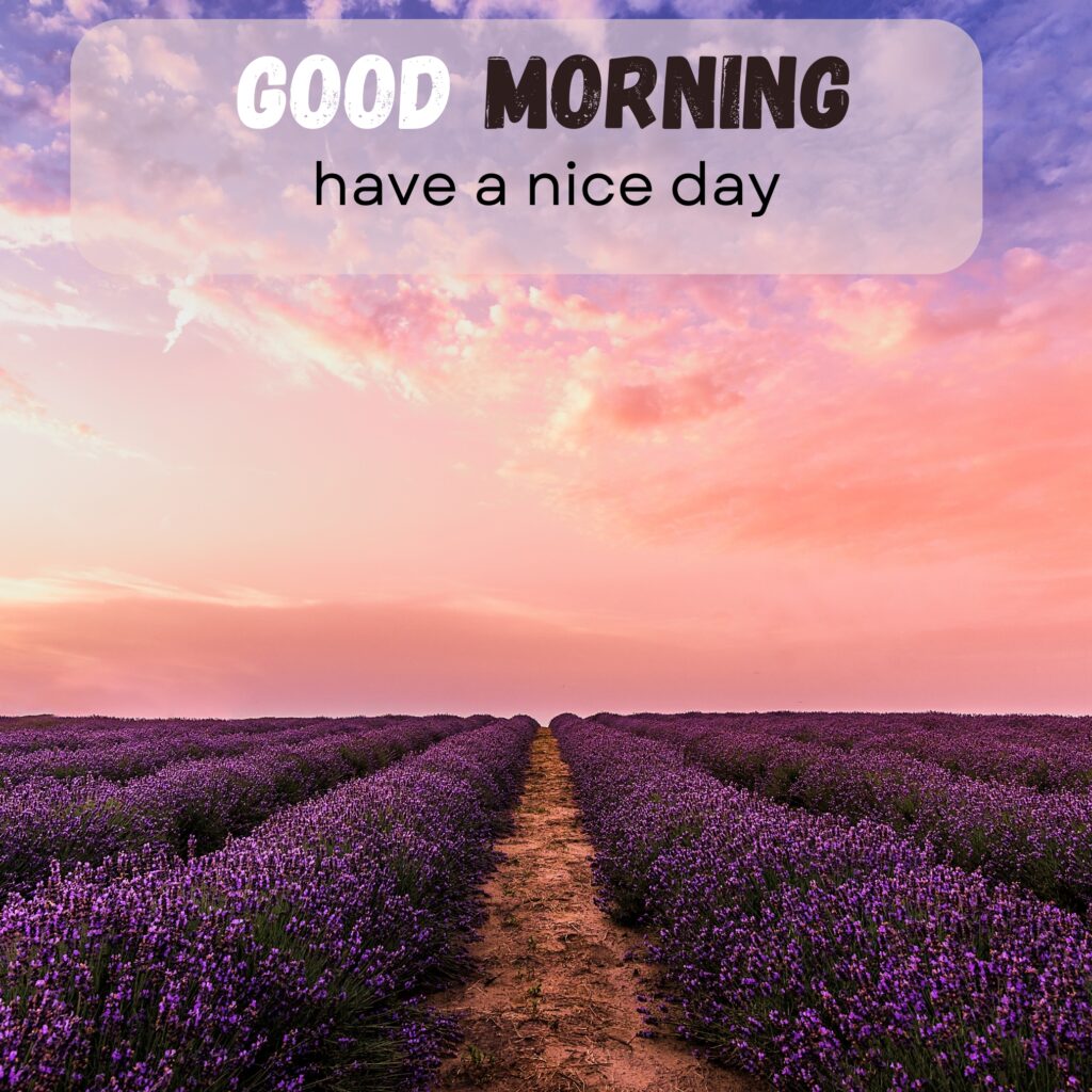 HY Friends, here are the 20+ Good morning images With flowers Today Special Morning Images For WhatsApp With Short Quotes