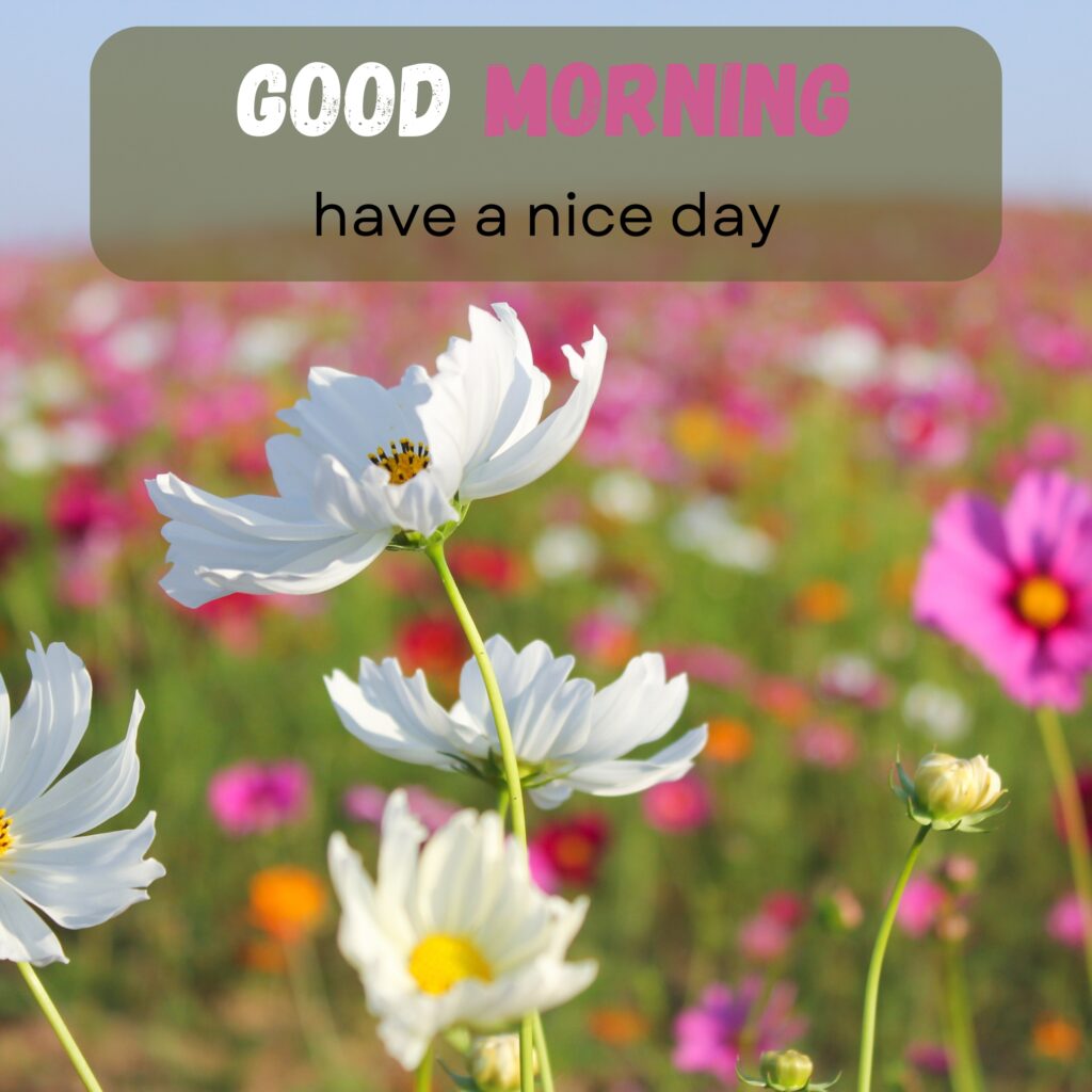 HY Friends, here are the 20+ Good morning images With flowers Today Special Morning Images For WhatsApp With Short Quotes