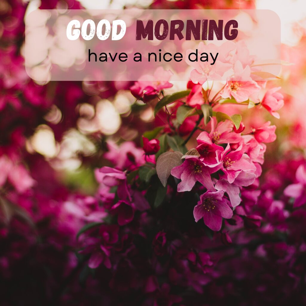 HY Friends, here are the 20+ Good morning images With flowers Today Special Morning Images For WhatsApp With Short Quotes