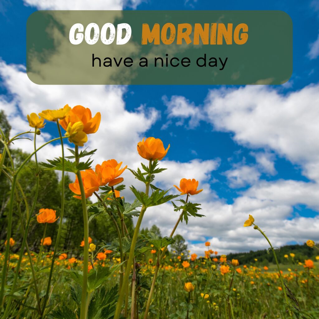 HY Friends, here are the 20+ Good morning images With flowers Today Special Morning Images For WhatsApp With Short Quotes