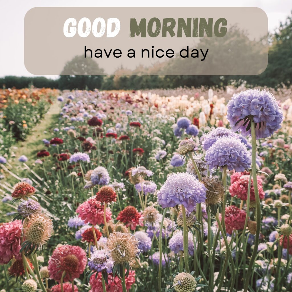 HY Friends, here are the 20+ Good morning images With flowers Today Special Morning Images For WhatsApp With Short Quotes