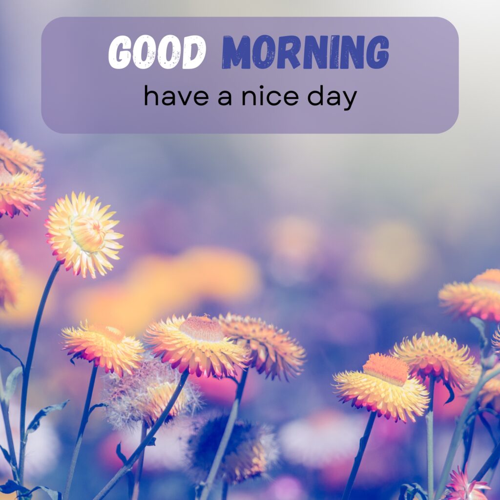 HY Friends, here are the 20+ Good morning images With flowers Today Special Morning Images For WhatsApp With Short Quotes