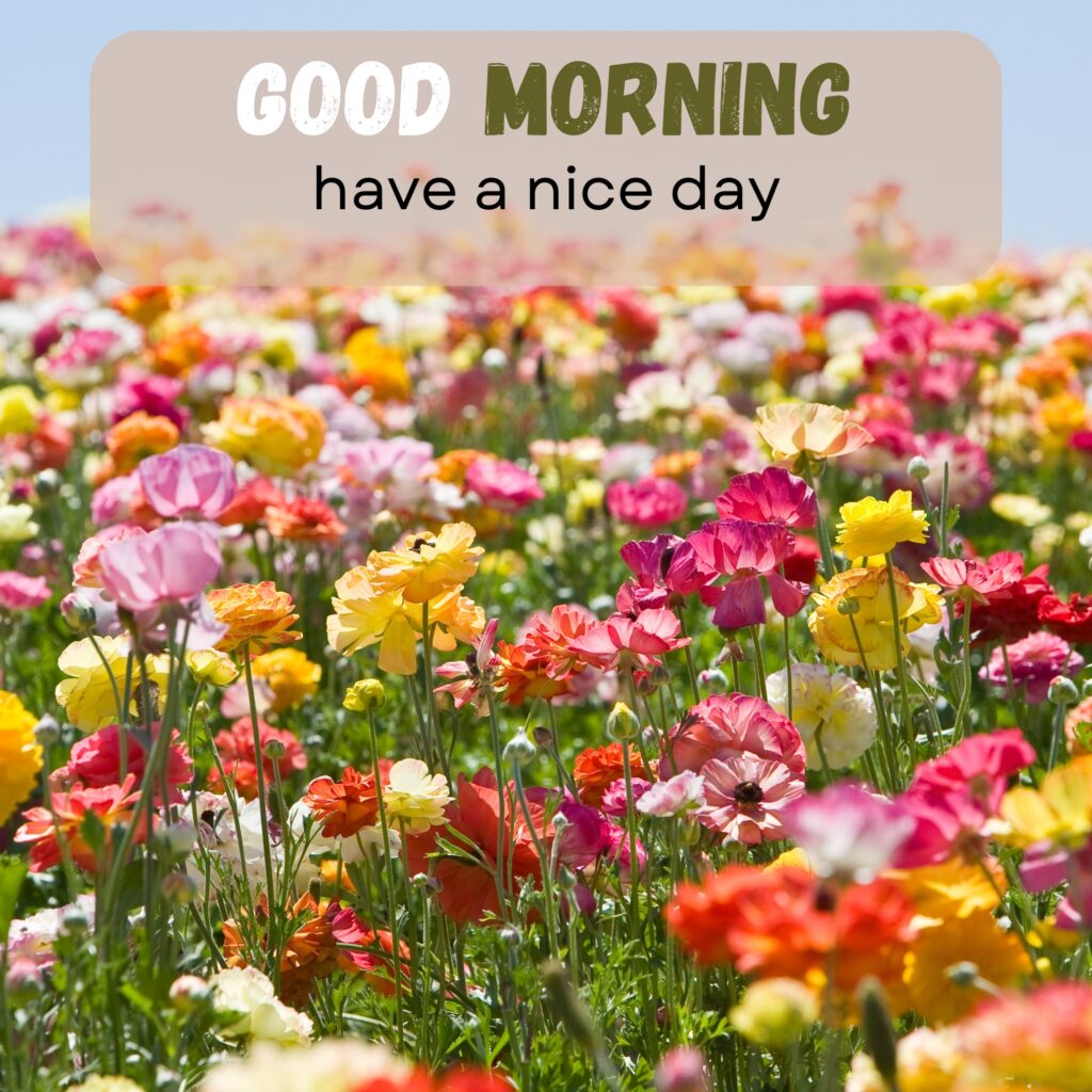 HY Friends, here are the 20+ Good morning images With flowers Today Special Morning Images For WhatsApp With Short Quotes