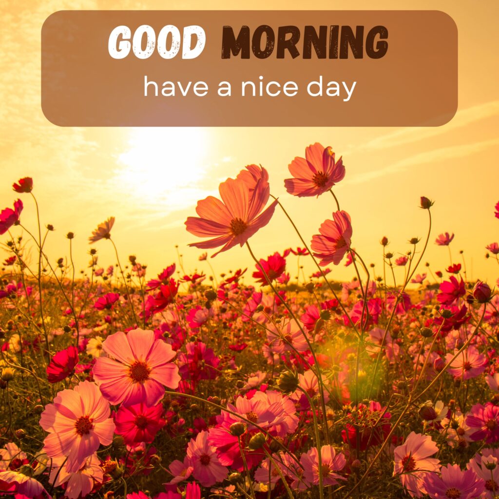 HY Friends, here are the 20+ Good morning images With flowers Today Special Morning Images For WhatsApp With Short Quotes