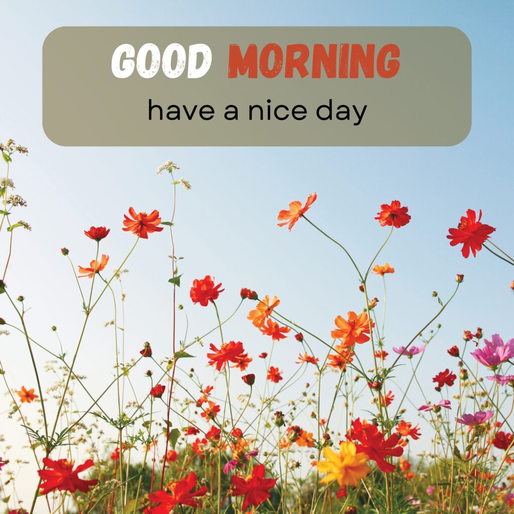 HY Friends, here are the 20+ Good morning images With flowers Today Special Morning Images For WhatsApp With Short Quotes