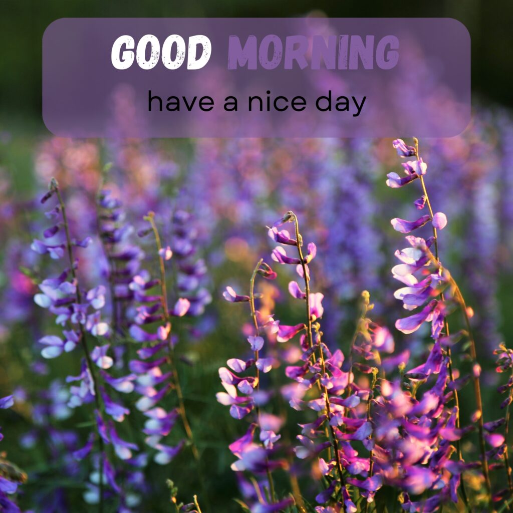 HY Friends, here are the 20+ Good morning images With flowers Today Special Morning Images For WhatsApp With Short Quotes