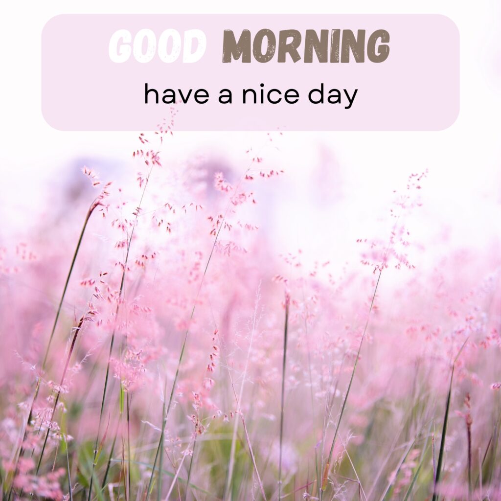 HY Friends, here are the 20+ Good morning images With flowers Today Special Morning Images For WhatsApp With Short Quotes