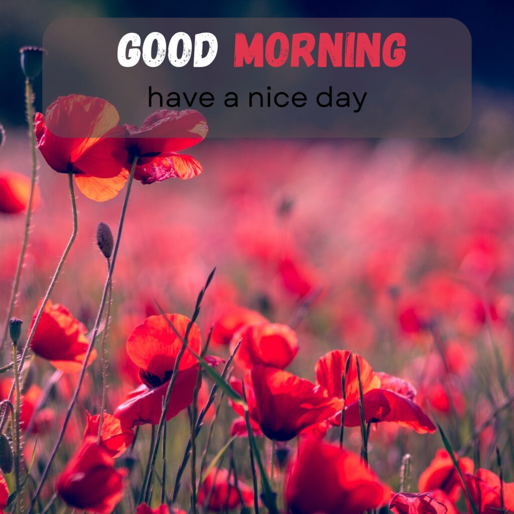 HY Friends, here are the 20+ Good morning images With flowers Today Special Morning Images For WhatsApp With Short Quotes