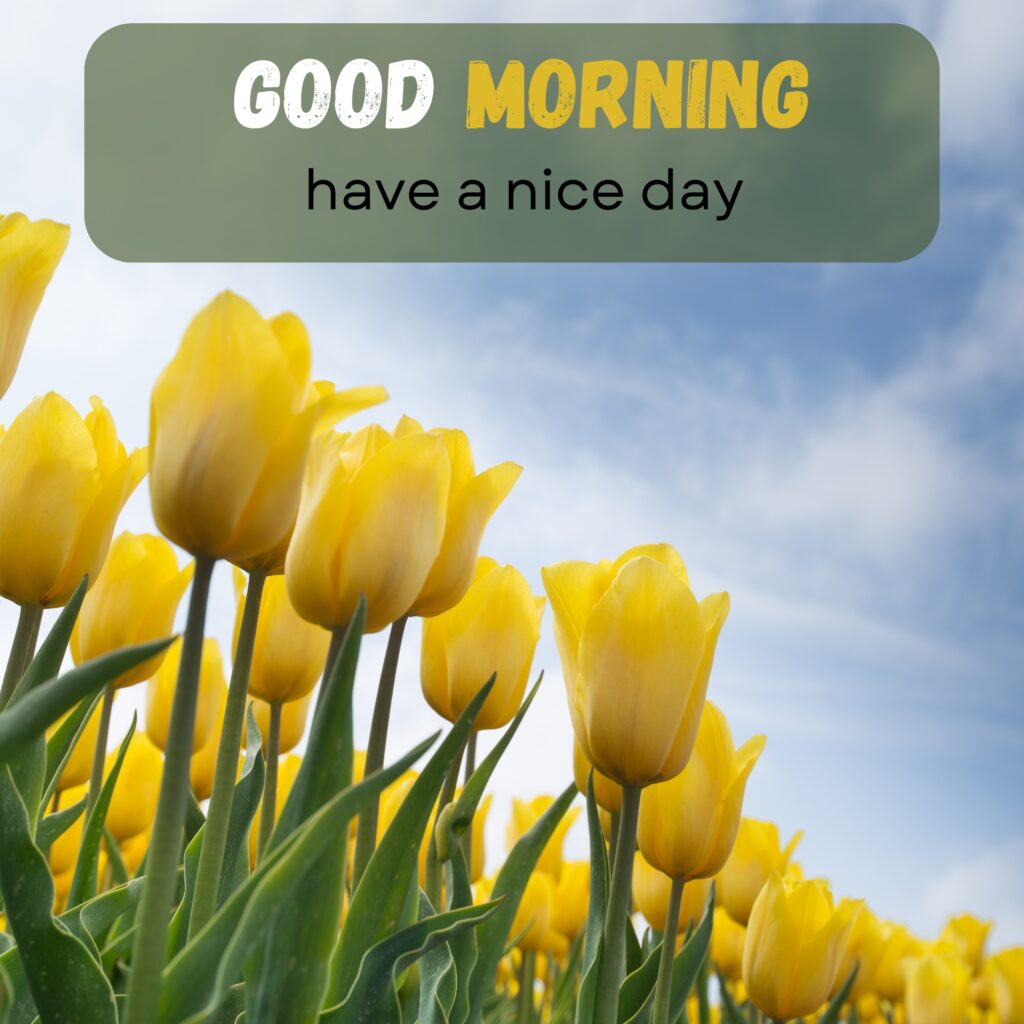 HY Friends, here are the 20+ Good morning images With flowers Today Special Morning Images For WhatsApp With Short Quotes