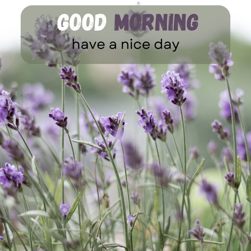 HY Friends, here are the 20+ Good morning images With flowers Today Special Morning Images For WhatsApp With Short Quotes